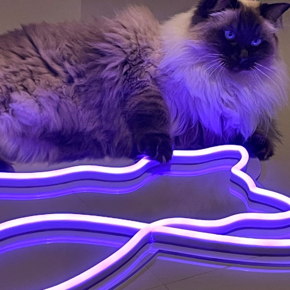 Purple light-up cat in LED neon flex by Custom Neon®